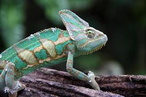 de gesluierd kameleon , chamaeleo calyptratus foto