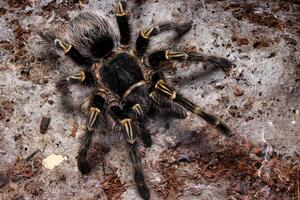 grammostola pulchrijp tarantula Aan de grond foto