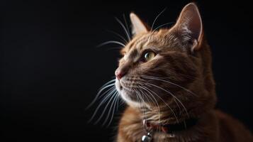 ai gegenereerd kat met een kat halsband professioneel fotografie foto