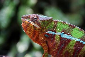 mooi schepsel ambilobe panter kameleon foto