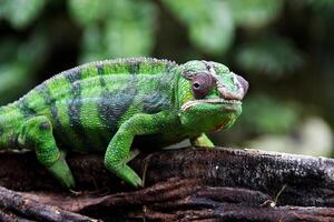 exotisch en mooi groen panter kameleon foto