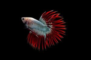 Cambodjaans kroon staart betta vis, mooi mascotte kleur betta vis foto