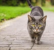 ai gegenereerd mooi hoor op zoek van Schots vouwen kat foto