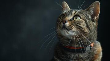 ai gegenereerd kat met een kat halsband professioneel fotografie foto