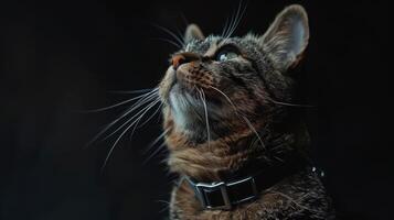 ai gegenereerd kat met een kat halsband professioneel fotografie foto