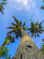 groen boom met lucht in de achtergrond foto