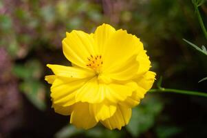 kenikir zwavel of kosmos sulphureus bloemen zijn geel in bloeien foto