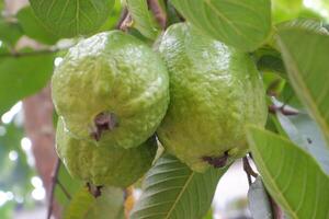 guava fruit Aan de boom in de tuin met groen bladeren achtergrond foto