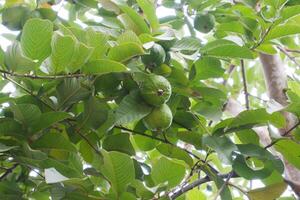 guava fruit Aan de boom in de tuin met groen bladeren achtergrond foto