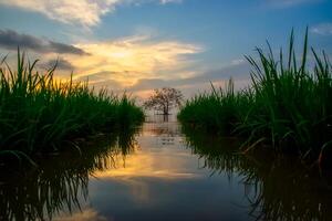 water manier in de boom foto