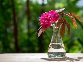 donker roze van damast roos bloem. foto