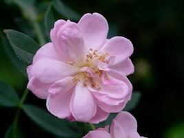 roze van damast roos bloem. foto