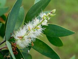 dichtbij omhoog van melaleuca quinquenervia bloem. foto