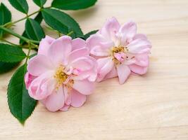 roze van damast roos bloem. foto