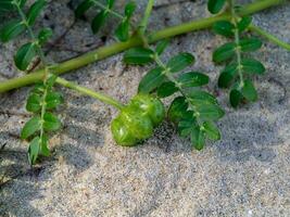 dichtbij omhoog van tribulus terrestris fabriek. foto