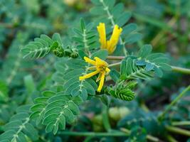 dichtbij omhoog van tribulus terrestris fabriek. foto