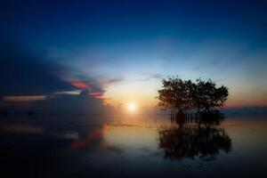 silhouet boom in de meer met zonsopkomst lucht foto