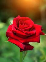 donker rood roos bloem. foto