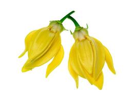 geurig bloemen van beklimming ylang-ylang foto