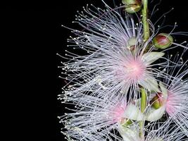 dichtbij omhoog van baranda angatensis llanos bloem. foto