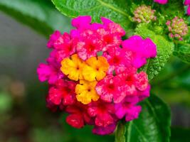 dichtbij omhoog van lantana camara bloem. foto