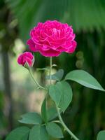 donker roze van damast roos bloem. foto