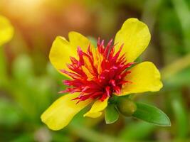 dichtbij omhoog portulaca bloem foto