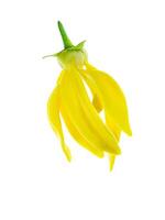 geurig bloemen van beklimming ylang-ylang foto