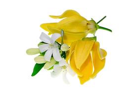 geurig bloemen van beklimming ylang-ylang foto