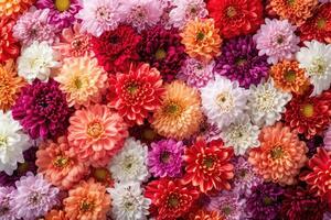 ai gegenereerd bloemen muur achtergrond met verbazingwekkend rood, oranje, roze, Purper, groen en wit chrysant bloemen ,bruiloft decoratie, hand- gemaakt mooi bloem muur achtergrond foto