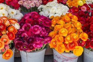 ai gegenereerd boeket van mooi ranonkel bloemen. voorjaar bloemen achtergrond. generatief ai foto