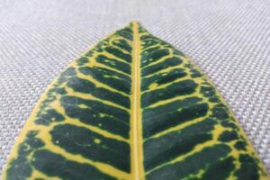 dichtbij omhoog van groen en geel bont blad van Croton fabriek foto