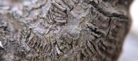 dichtbij omhoog van een boom schors textuur, natuurlijk achtergrond, macro fotografie foto