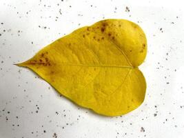 geel herfst blad fabriek gebladerte foto