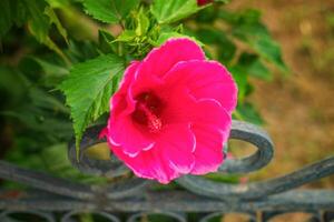 roze-chinees hibiscus, algemeen bekend net zo gumamela foto