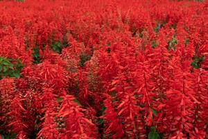 rood salvia bloemen in de tuin. natuur achtergrond. selectief focus Aan de voorkant naar vervaagd. foto