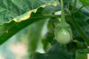 vers van groen aubergine groeit Aan een fabriek in de tuin. hangende Aan de boom. achtergrond van wazig groen bladeren. foto