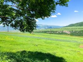 zomer landschap, natuur in zomer foto