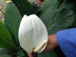 een Dames hand- Holding een wit lelie bloem foto