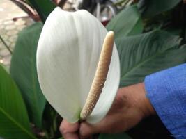 een Dames hand- Holding een wit lelie bloem foto