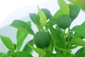 de oranje sap boom begonnen naar toenemen sommige fruit foto