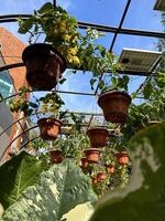 stedelijk kas met planten hangende in de omgeving van foto