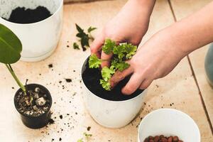 de meisje is herbeplanting eigengemaakt groen potten. foto