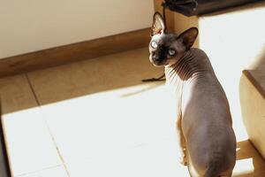 Canadees kaal sphynx kat met blauw ogen genieten in de zon. foto