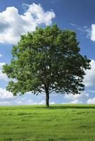 ai gegenereerd natuur majesteit, een groen weide met een torenhoog boom bereiken omhoog naar de lucht, uitstralend een zin van vrede en grootsheid. foto