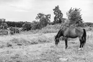 mooie wilde bruine paardenhengst op zomerbloemenweide foto