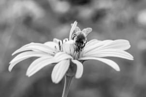 mooi wild bloem gevleugeld bij Aan achtergrond gebladerte weide foto