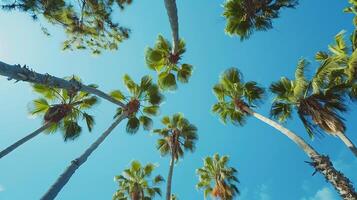 ai gegenereerd blauw lucht en palm boom. strand, zomer, vakantie, reis, tropisch, zee, vakantie, eiland, wolk, dag foto