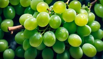 ai gegenereerd realistisch foto van een bundel van groen druiven. fruit landschap.