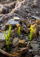 toppen van morning glory ontspruiten op rotsachtige heuvel foto